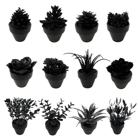 Assorted Mini Black Potted Succulent, 1pc. by Ashland®
